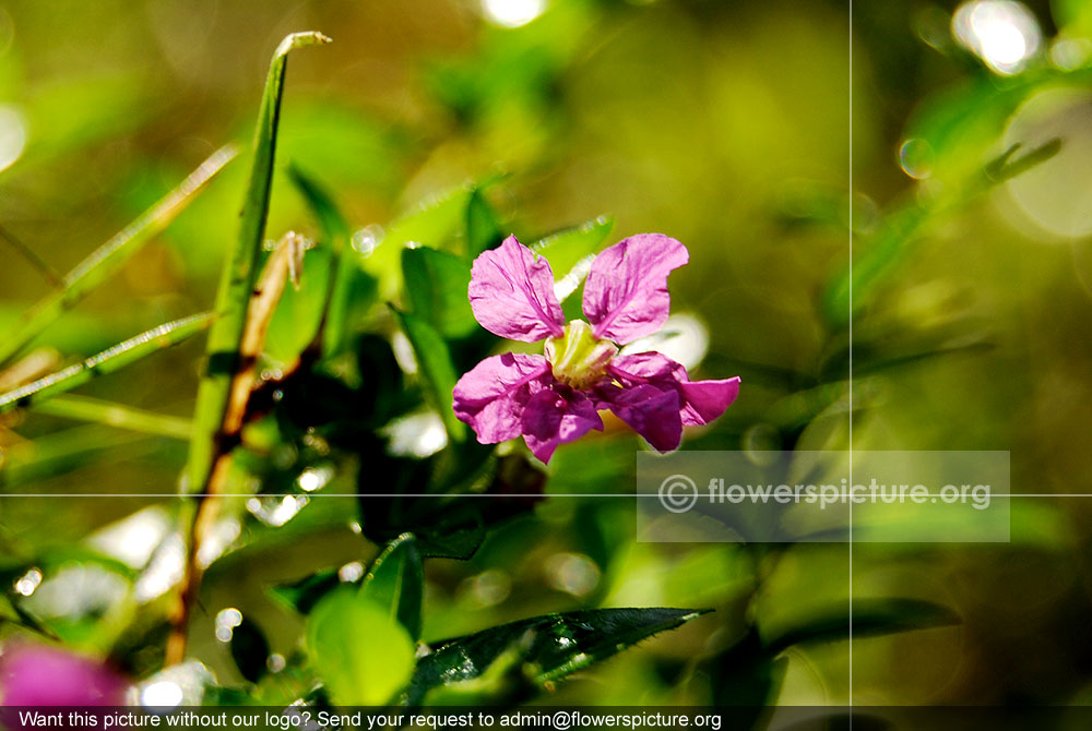 Purple Flower