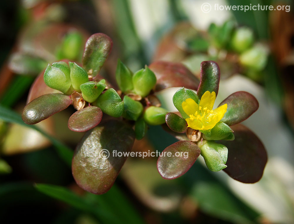 Purslane