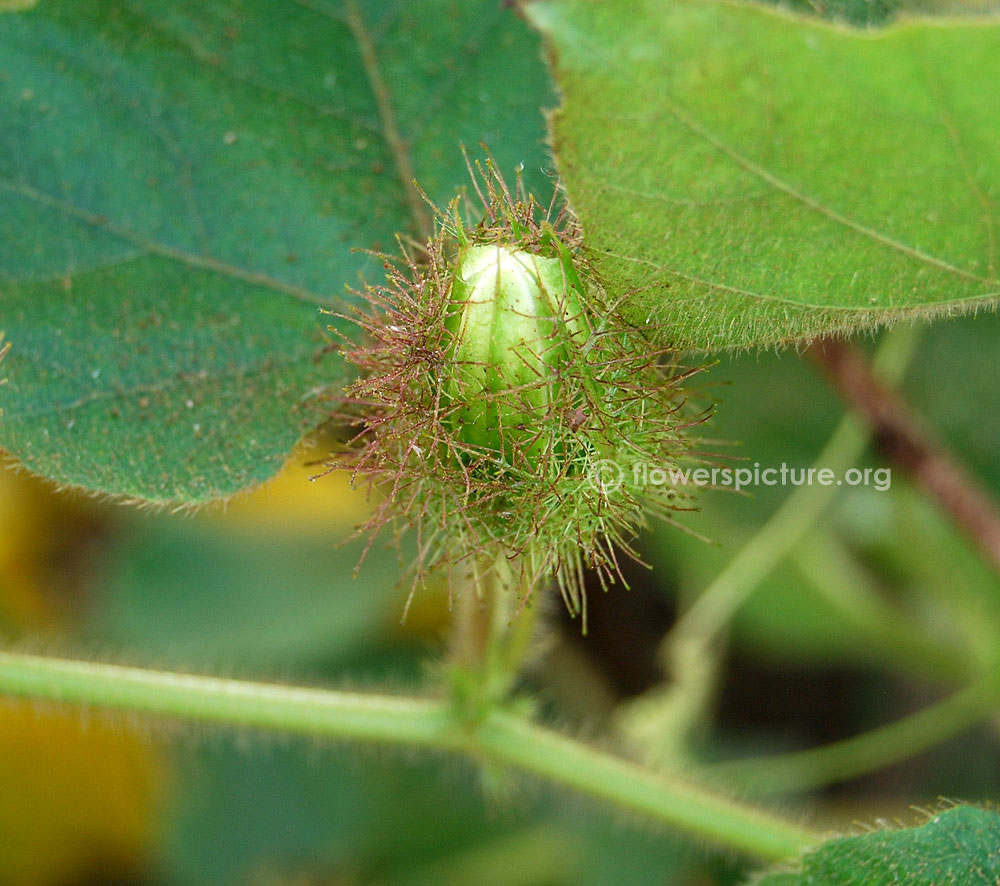 Unopened flower bud-covered by bracts