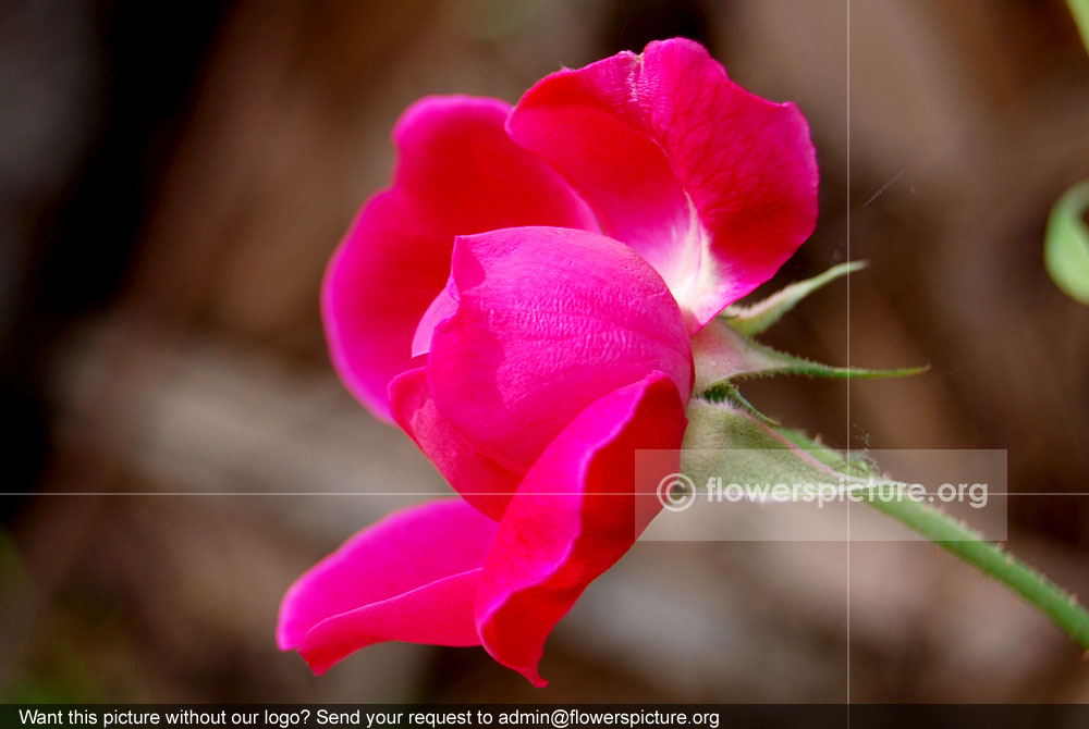 Benjamin britten english rose bud