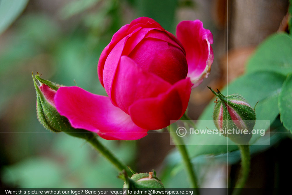 Benjamin britten rose buds started blooming