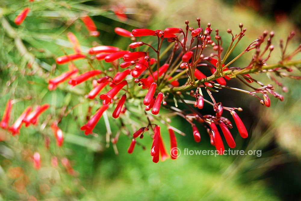 Firecracker plant flowers buds