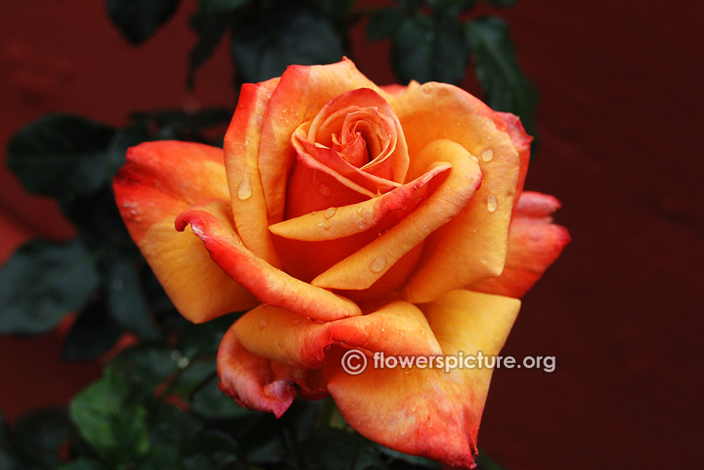 hybrid tea rose