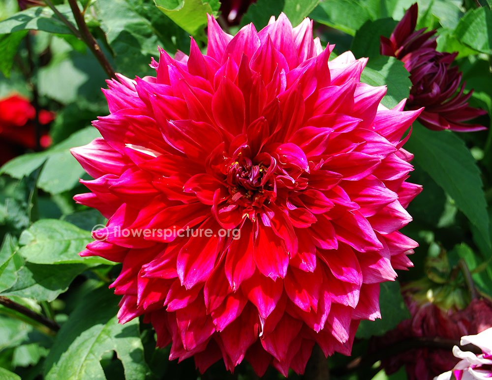 Raspberry punch dahlia