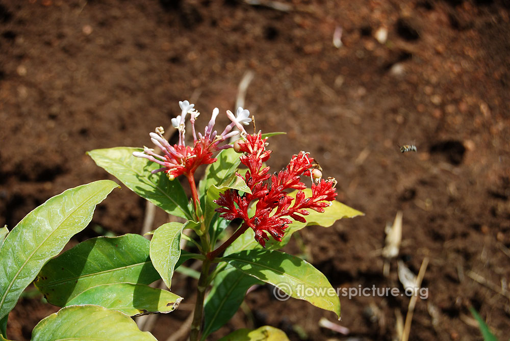 Rauvolfia serpentina flowers, bracts and foliage