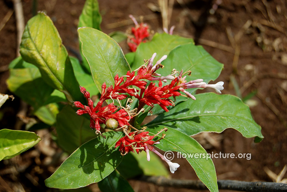 Rauvolfia serpentina