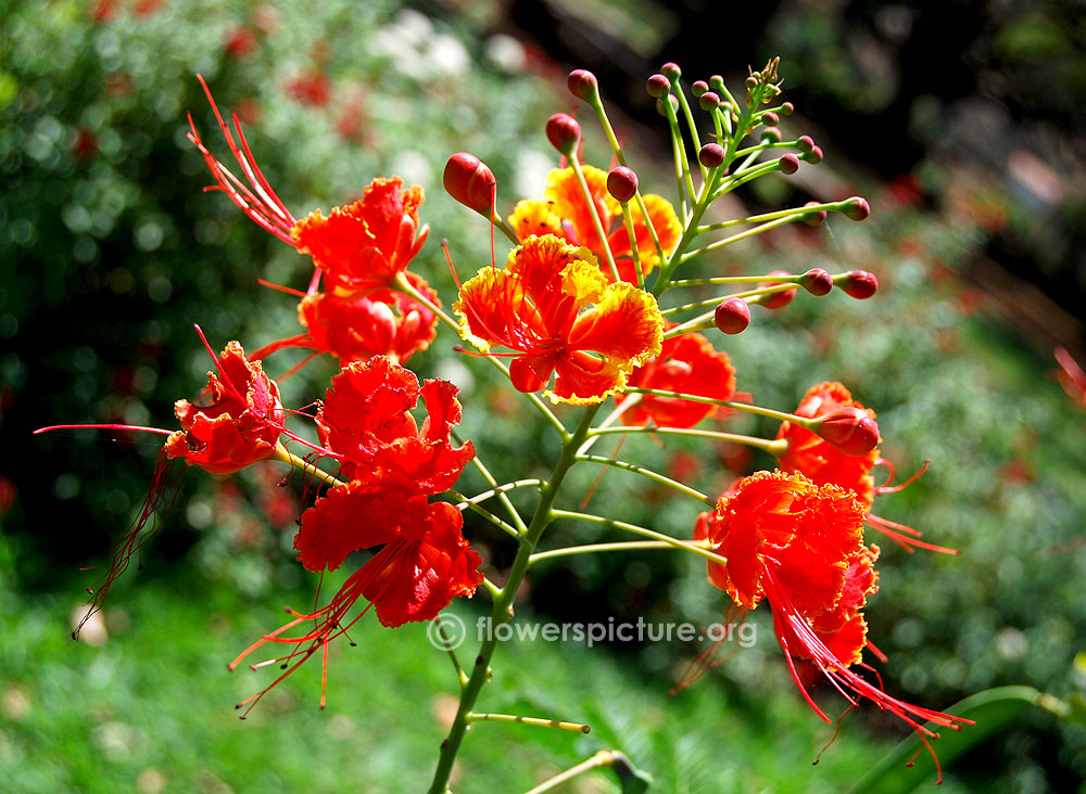 Red bird of paradise