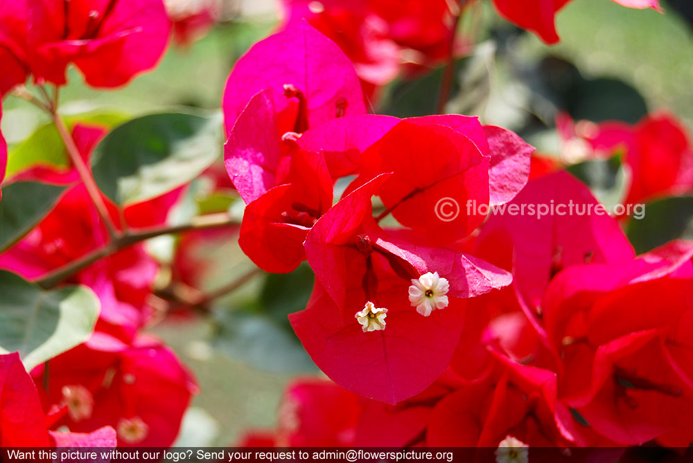 Red bougainvillea