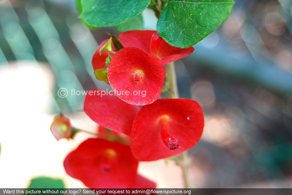 Red chinese hat flower