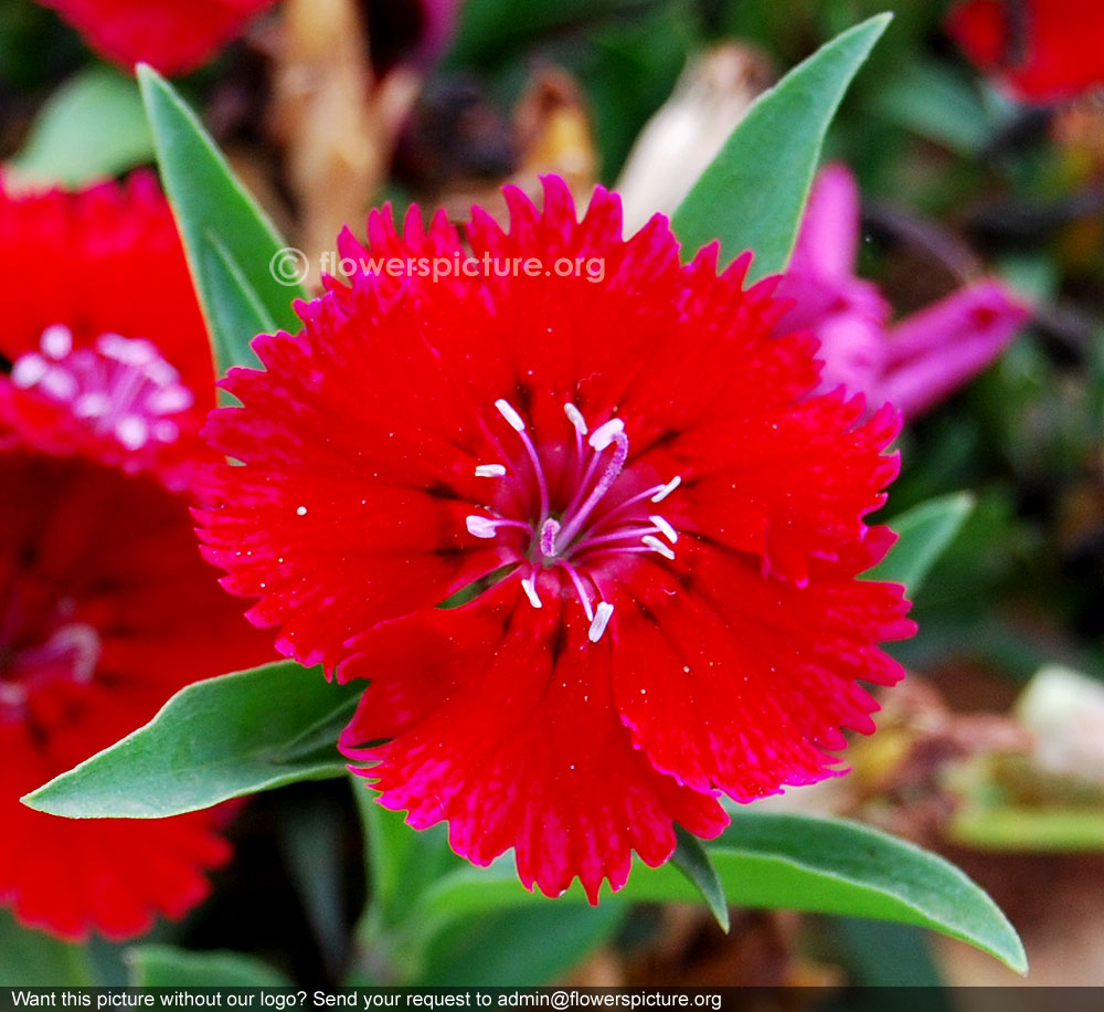 Red dianthus