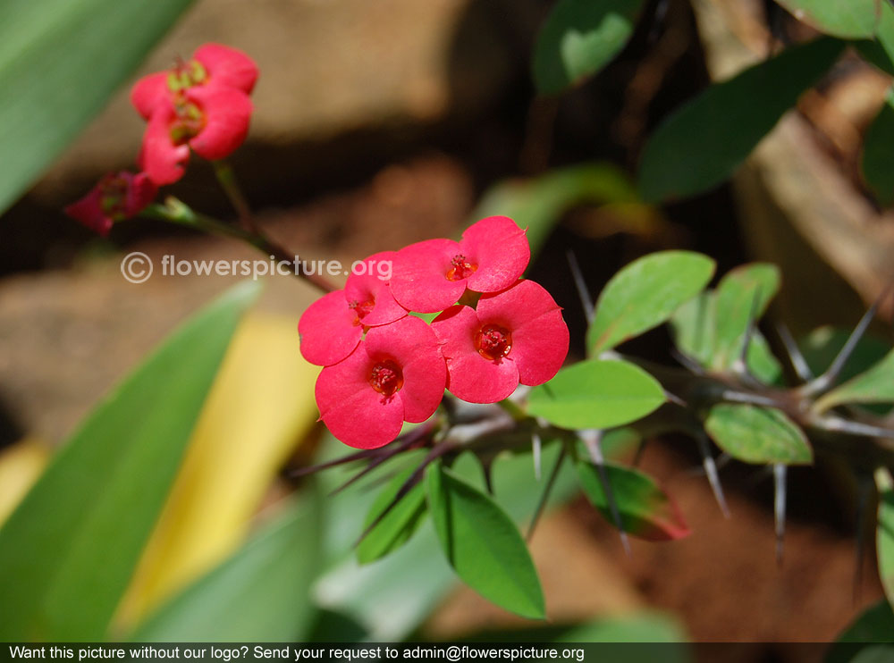 Red euphorbia milii