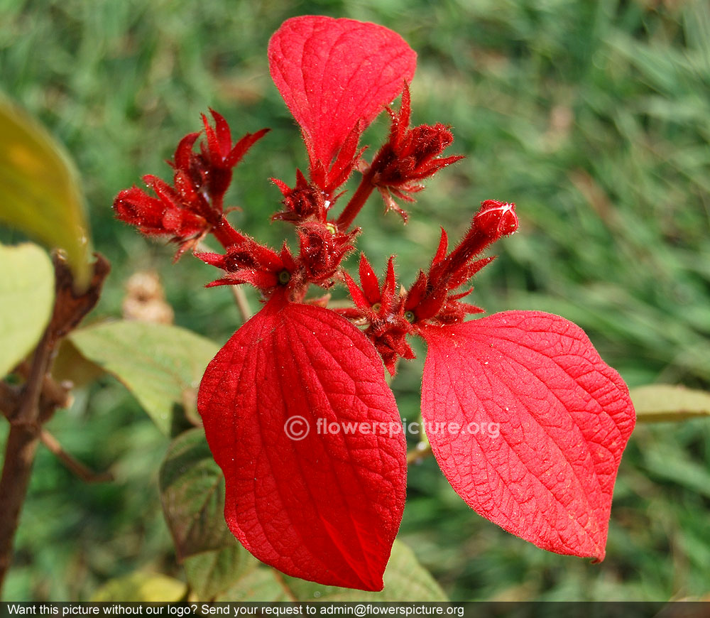 Red flag bush