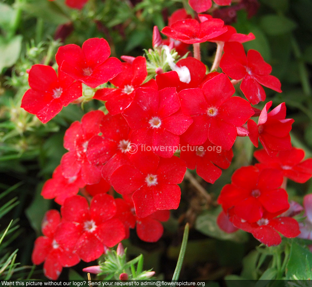 Red garden phlox