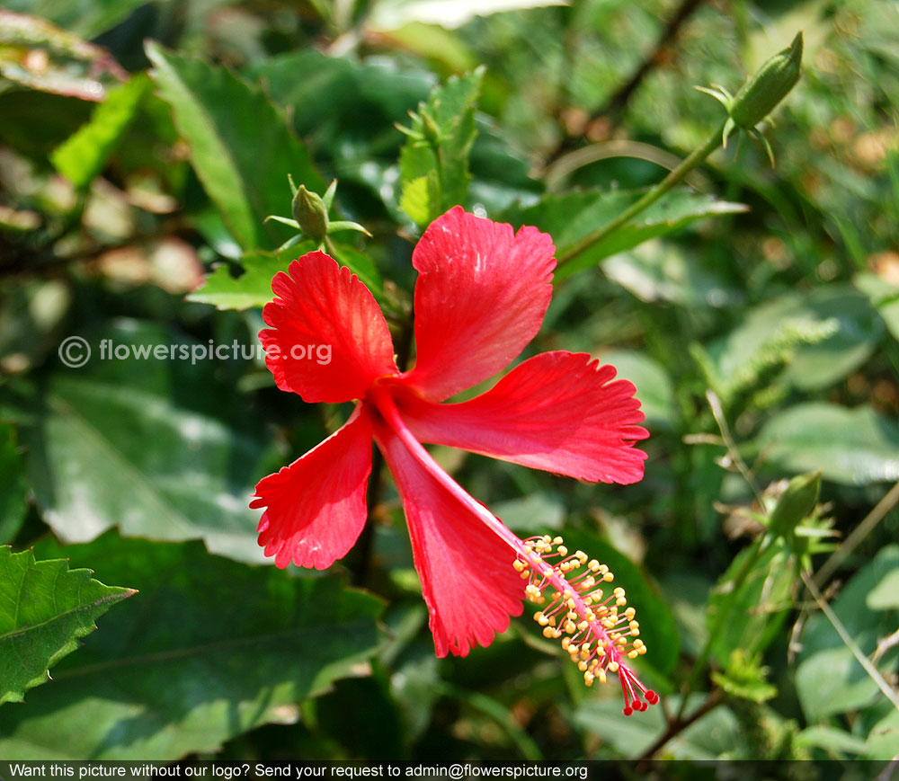 Red hibiscus