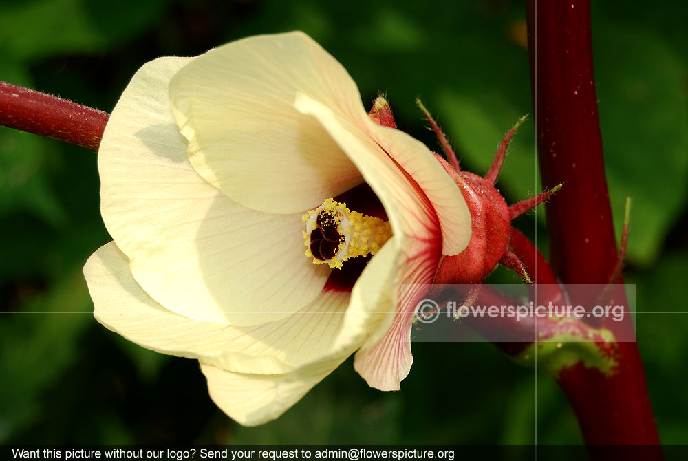 Red okra flower