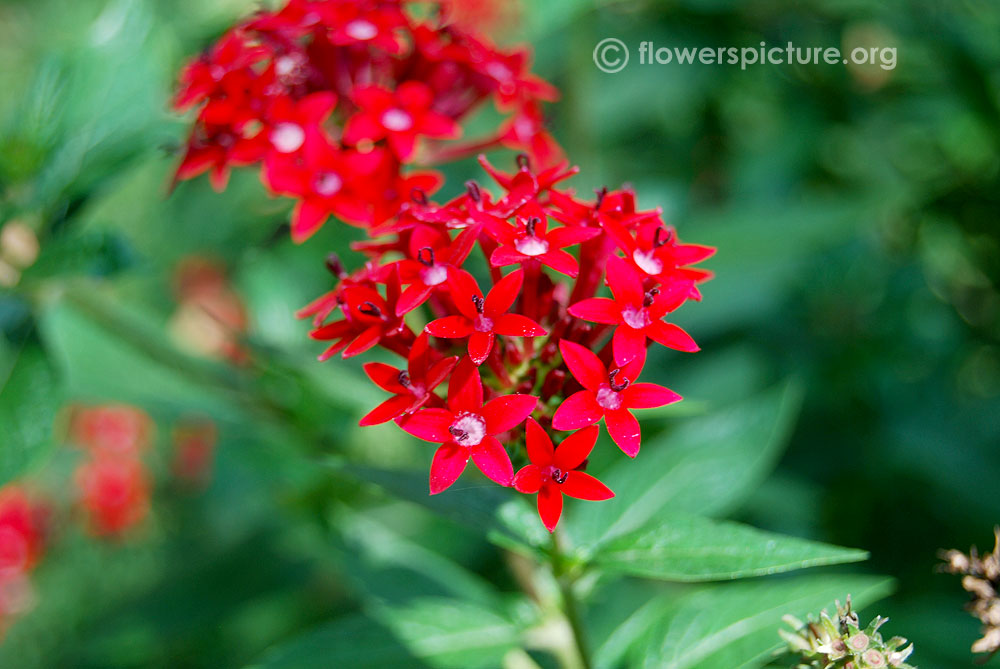 Red pentas