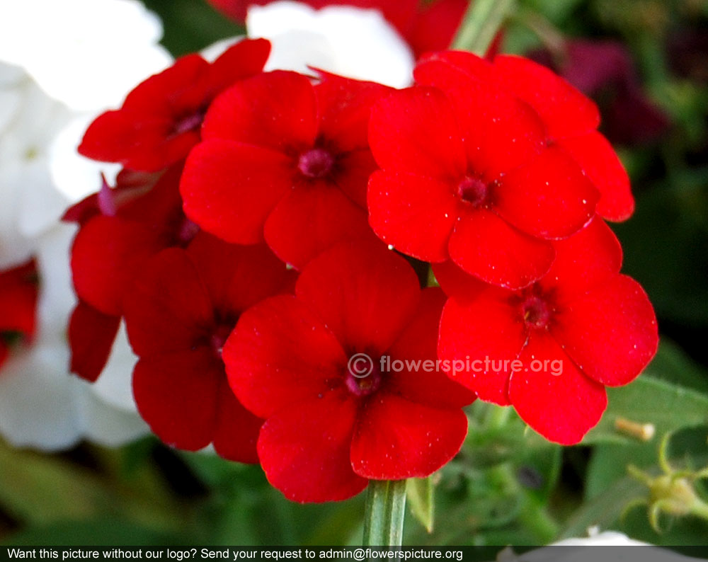 Red phlox paniculata