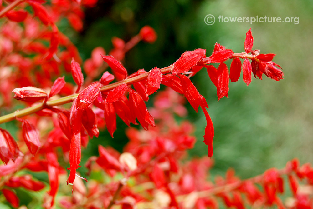 Red salvia