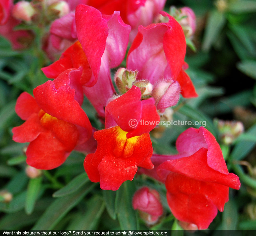 Red snapdragon