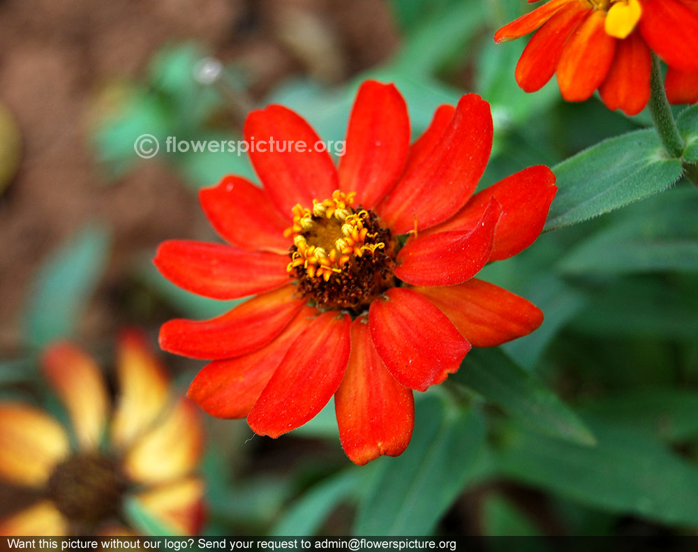 Red zinnia