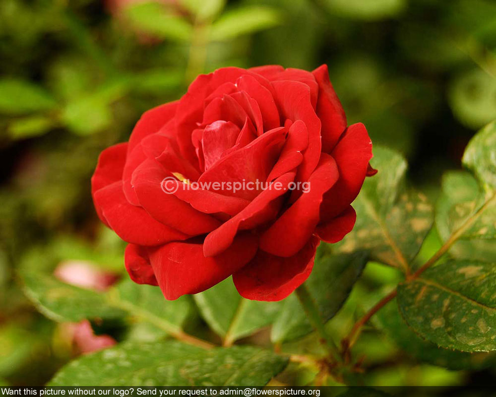 Red Rose