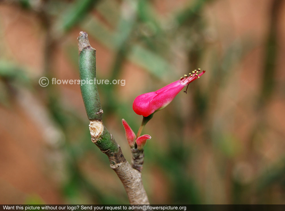 Redbird cactus