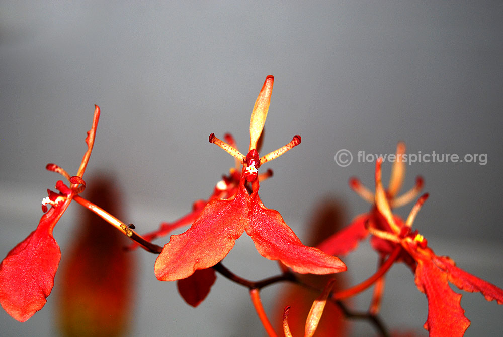 Renanthera imschootiana flower spike