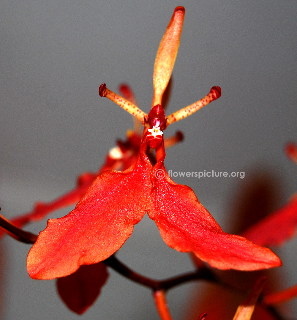 Renanthera imschootiana