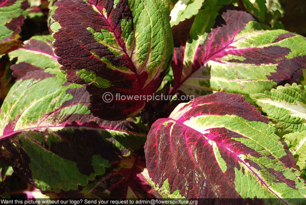 Rex begonia camelot