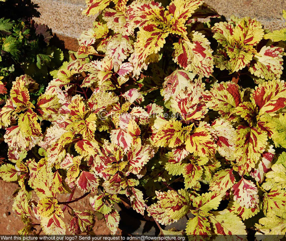 Rex begonia curly lion