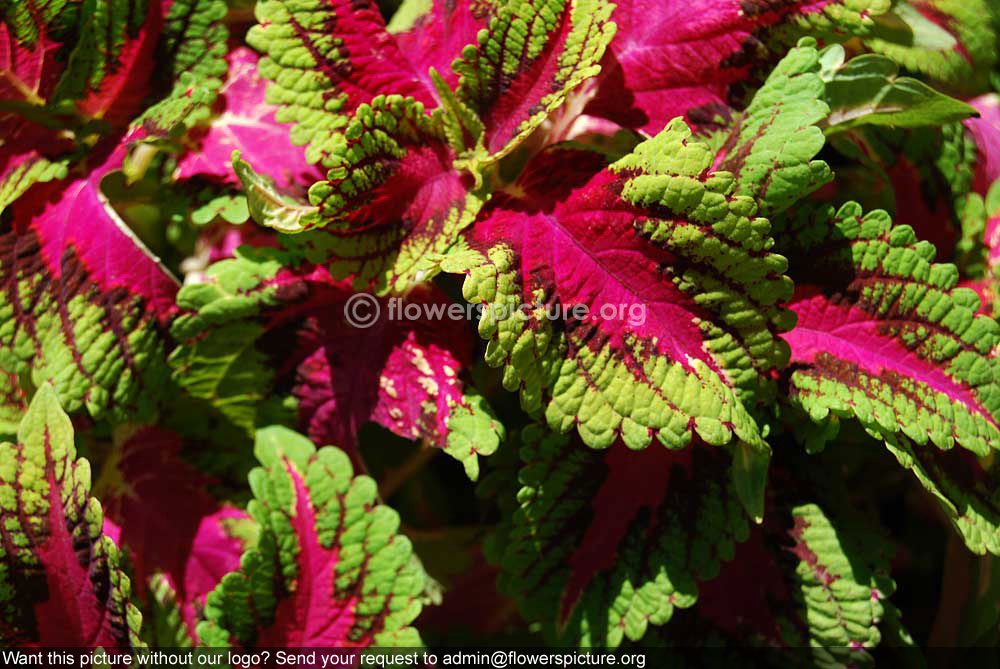 Rex begonia