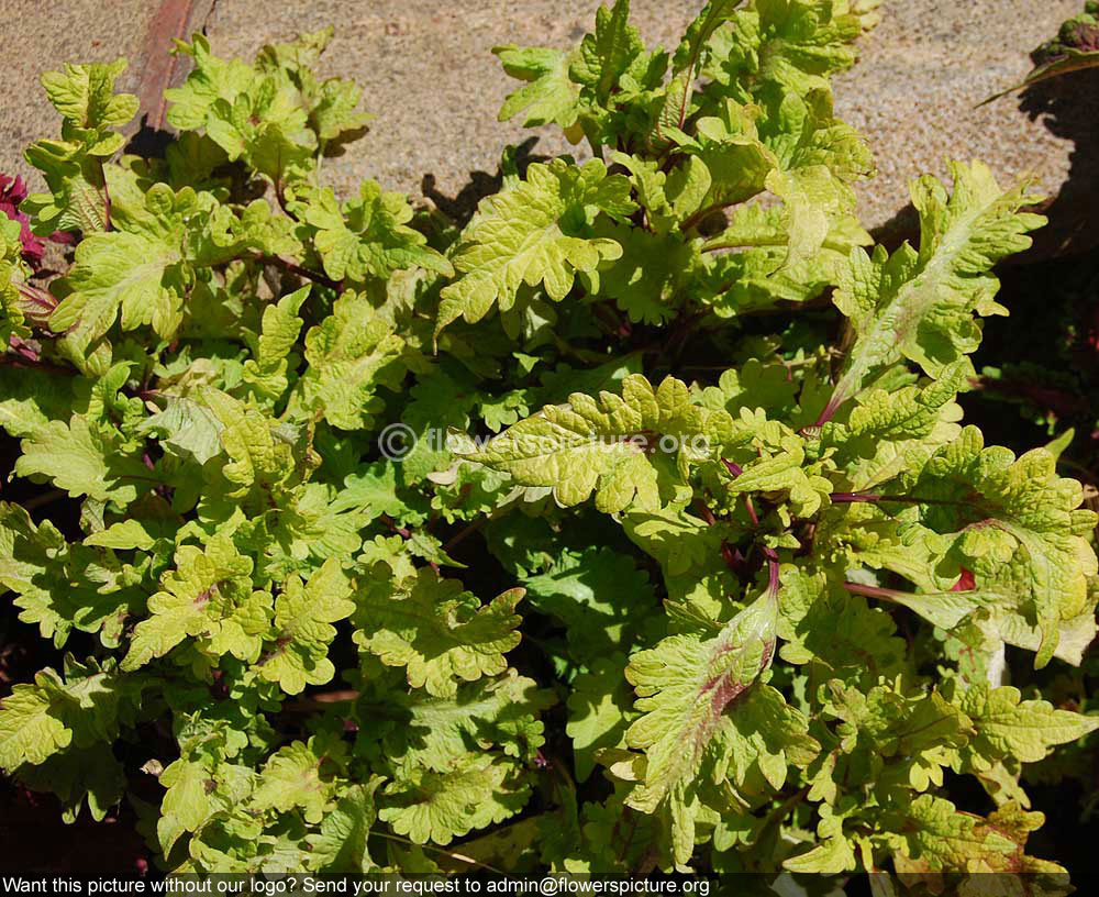 Rex begonia