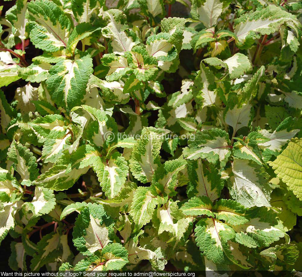 Rex begonia