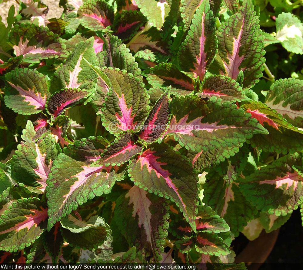 Rex begonia merry christmas