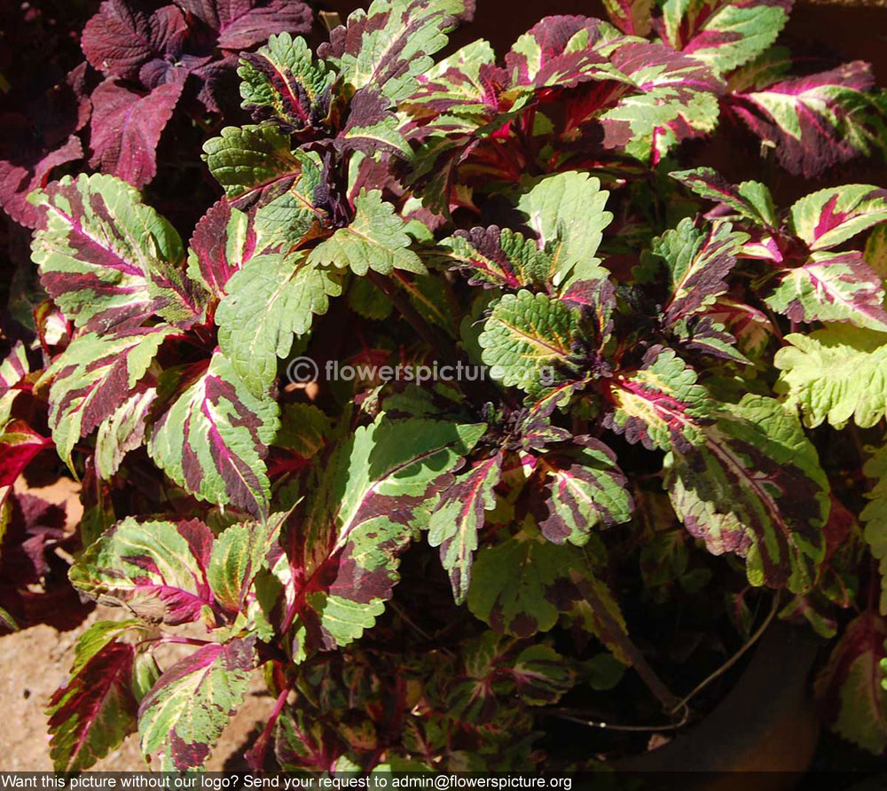 Rex begonia shirley