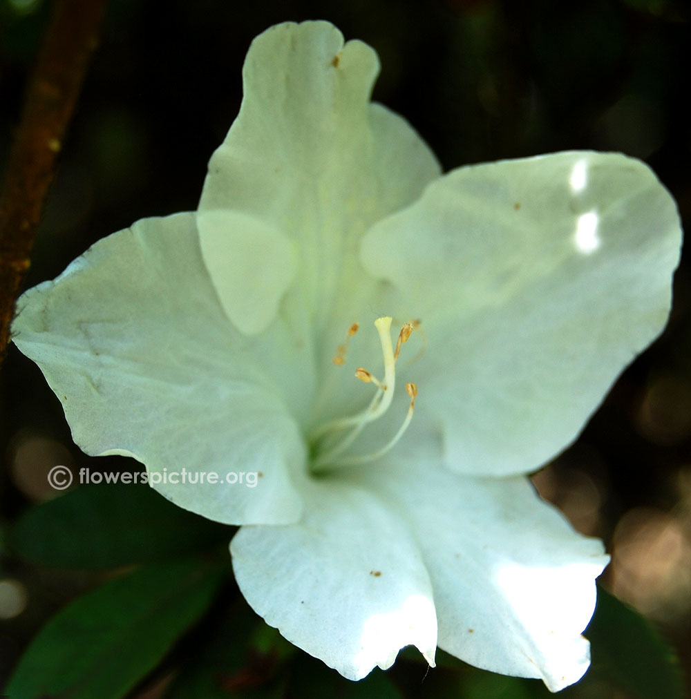 Rhododendron arboreum