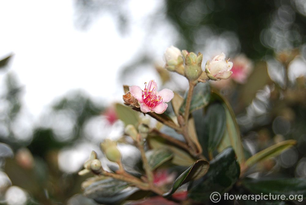 Rhodomyrtus tomentosa