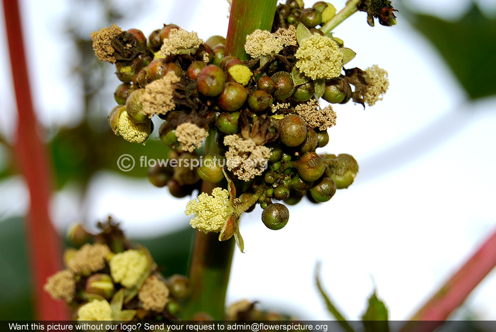 Ricinus communis