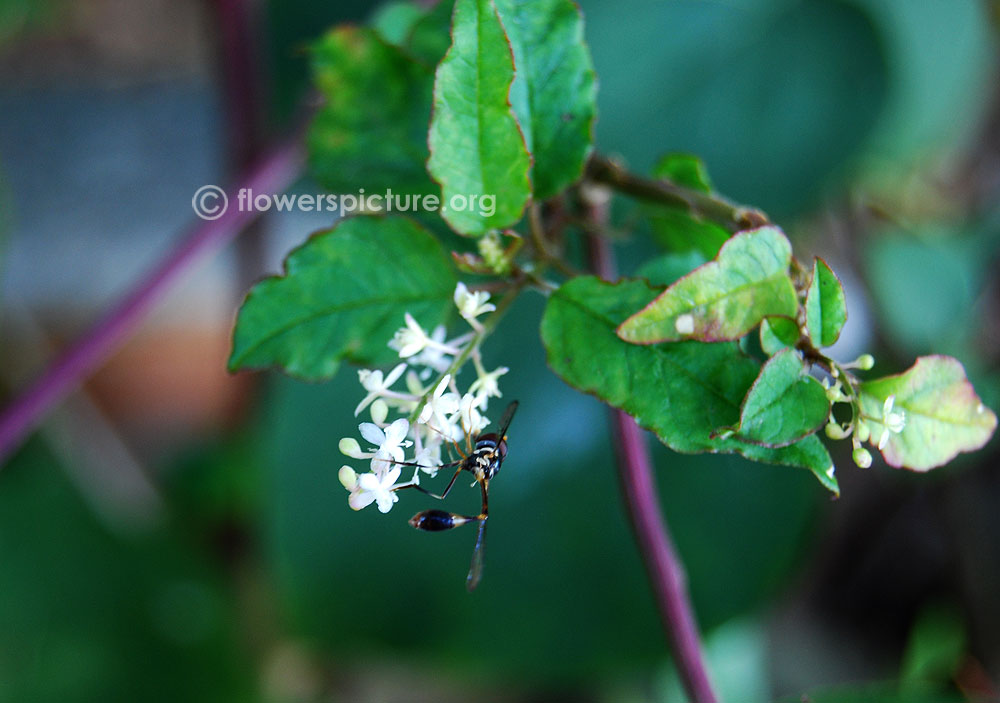 Rivina humilis flower