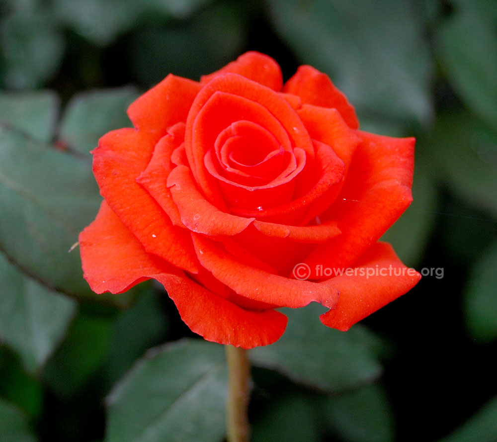 Rosa alexander close up view