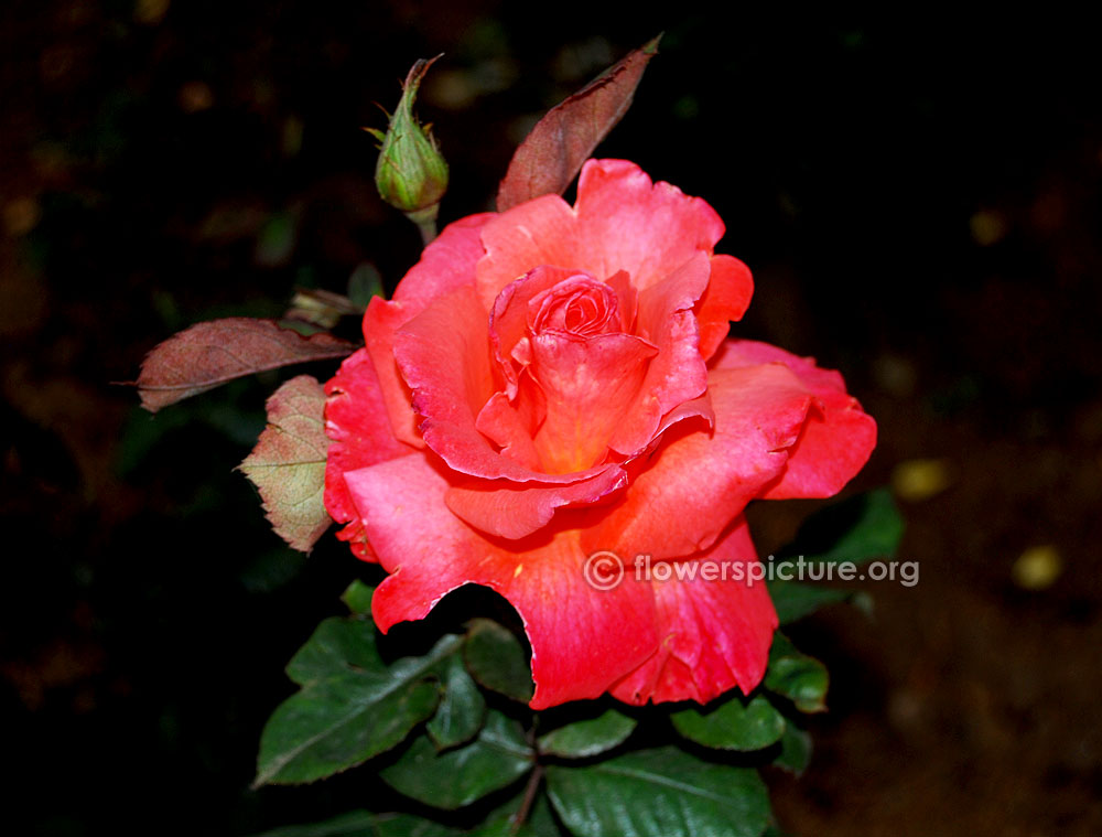 Rosa Lovely Lady Dicjubell