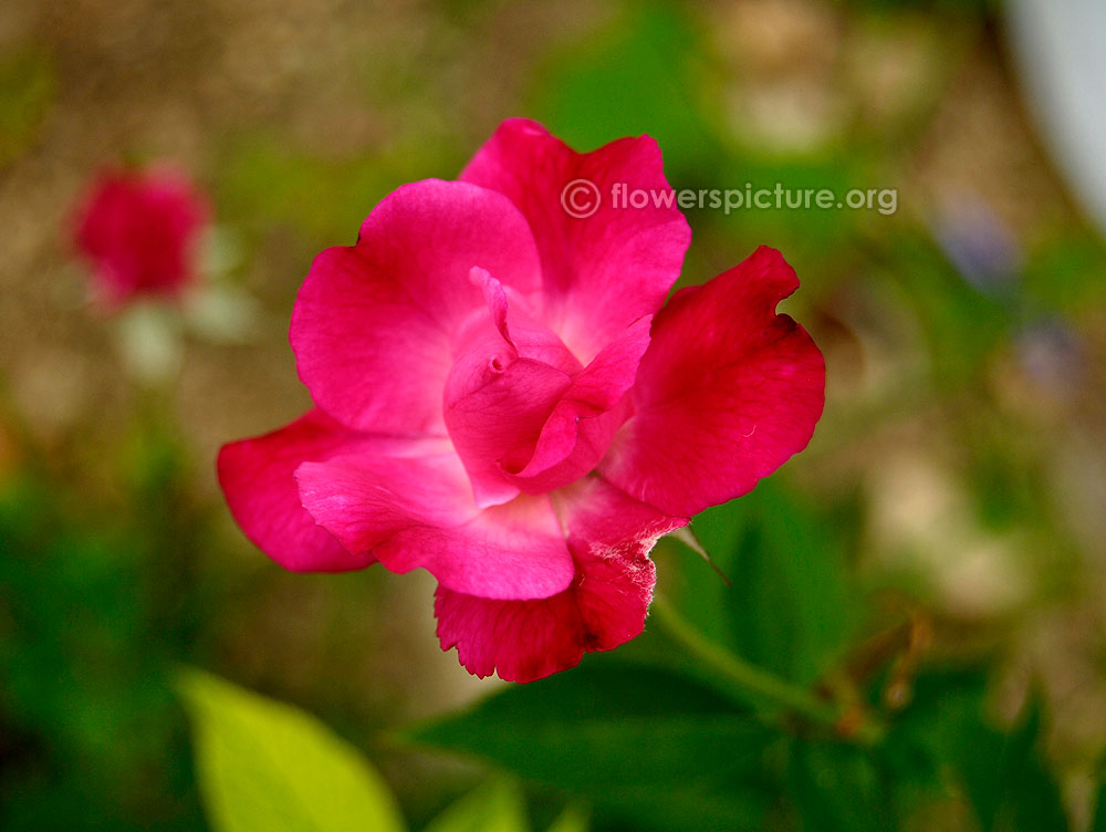 Rosa Chinensis