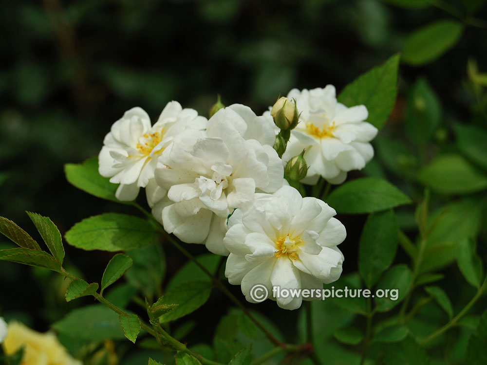 Rosa Moschata