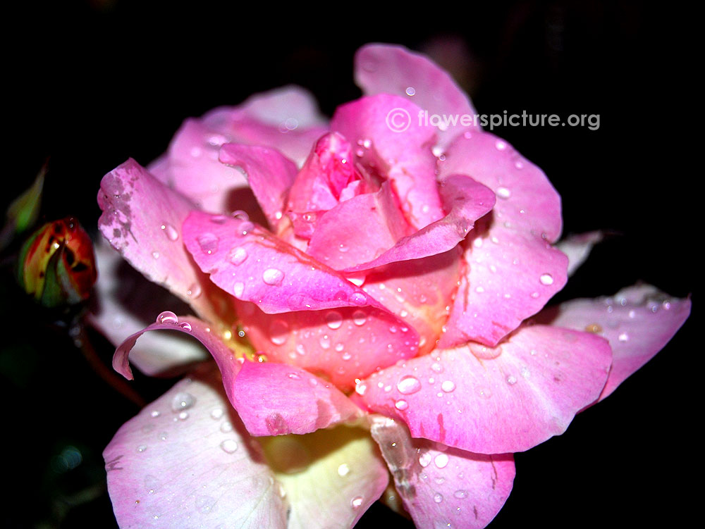 Fuchsia mrs popple