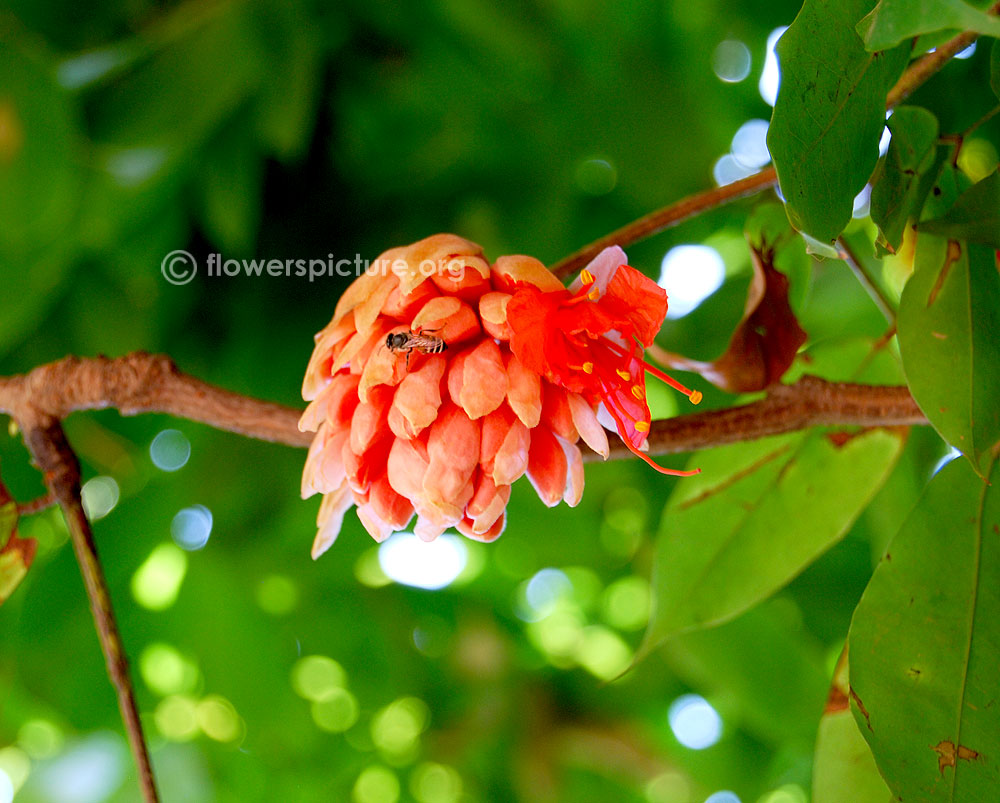 Rose of venezuela buds