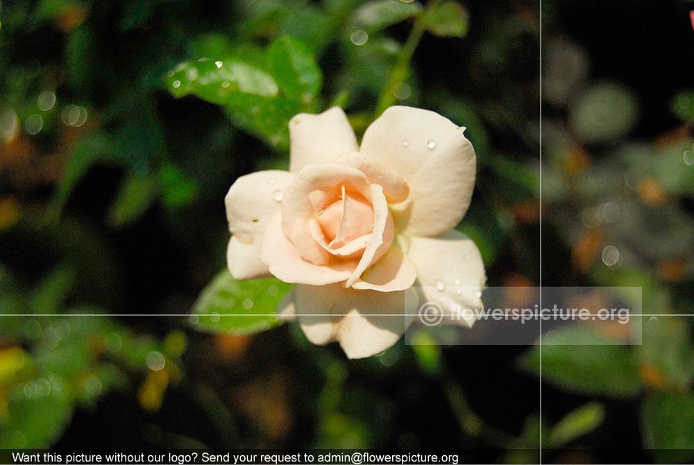 Rose Beige