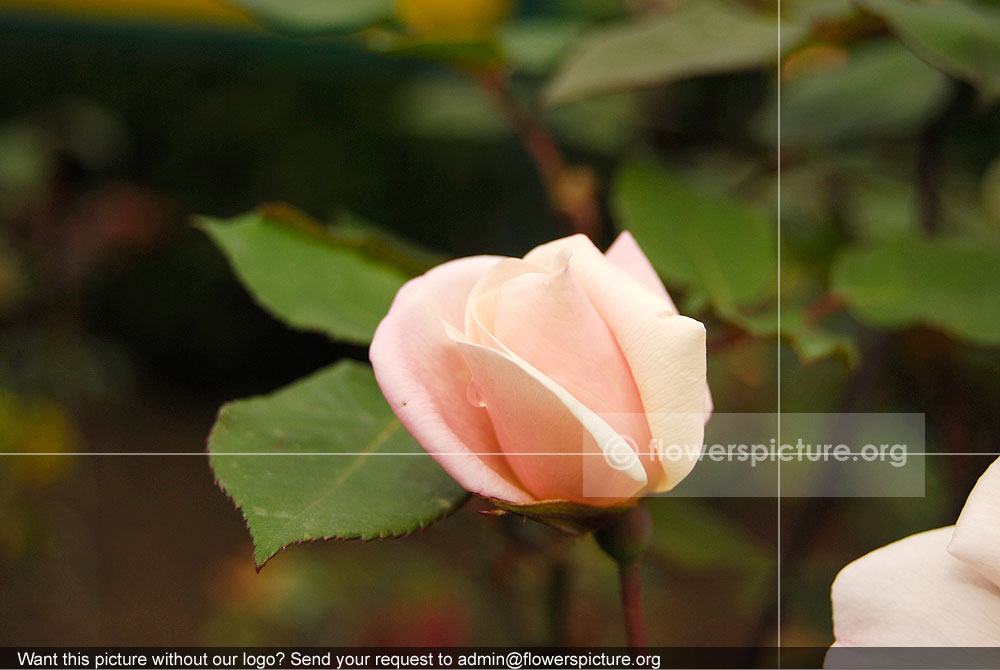 rose bud beige