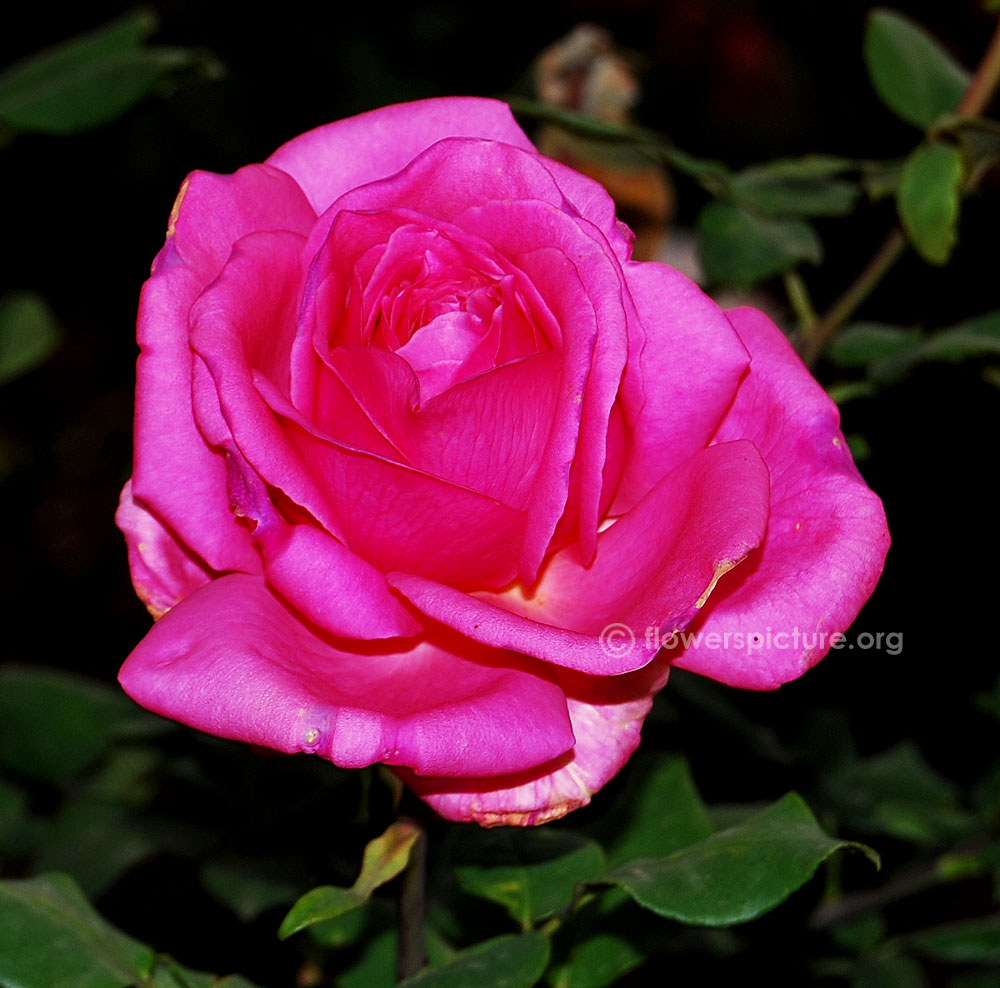 Rose magenta