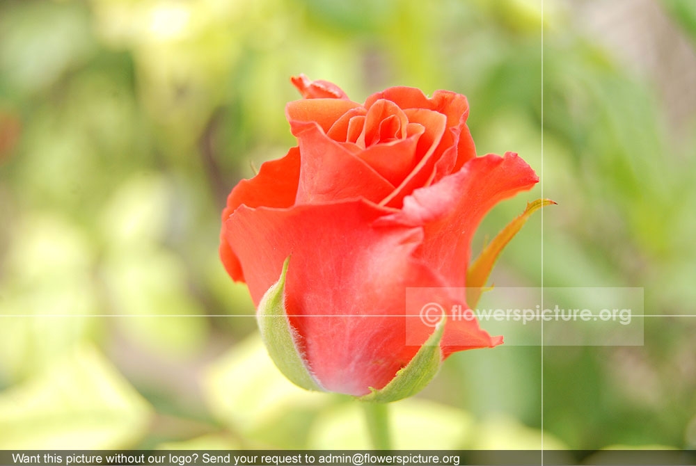 Rose Orange