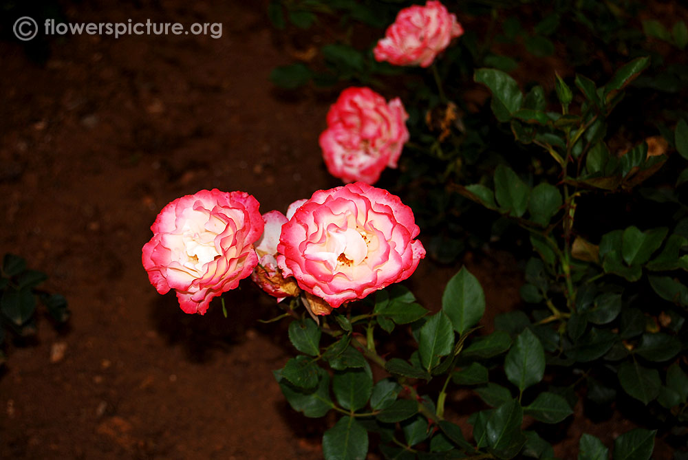 Rose pink white fantasy foliage